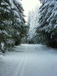 im tief verschneiten Wald