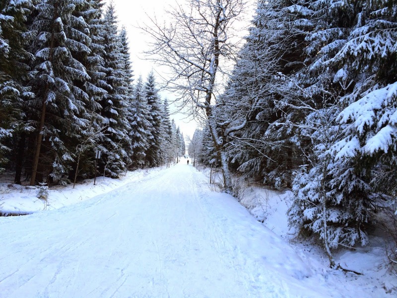 Waldlandschaft